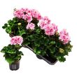 Staande roze geraniums