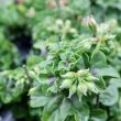 Hanggeranium in lila tinten
