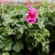 Hanggeranium in lila tinten