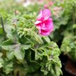 Hanggeranium in lila tinten