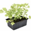 groene selder plantjes koop je bij moestuinenbloem.nl