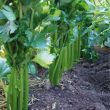 Groene selder planten in de volle grond. Ideaal voor de moestuin