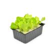 Groene eikebladsla
