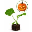Halloween pompoen