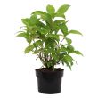 Hortensia Annabelle kopen