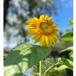 Zonnebloemen trekken insecten aan