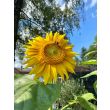 Prachtige zonnebloemen 