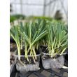 Preiplantjes geworteld