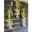 Plantknoflook kun je best vlechten en laten drogen