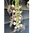 Mooi oogst plantknoflook