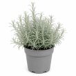 Kerrieplant