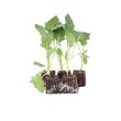 Koolrabi planten koop je bij moestuinenbloem.nl
