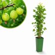 Wit groene kruisbes
