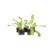 Krulandijvie planten