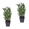 Je ontvangt 2 laurierplanten van Tuin de Bruijn