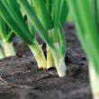 Lente-ui planten in de volle grond