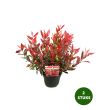 Leucothoe Little Flames kopen