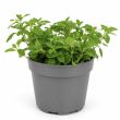 Marjolein plant
