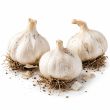 3 bollen plantknoflook Messidor. Populair frans ras