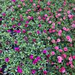 Petunia's