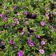 Petunia's