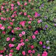 Petunia's van moestuinenbloem.nl