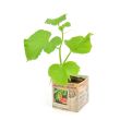 Mini watermeloen plant