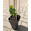 Moerbeiboom in pot