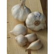 Olifanten knoflook wordt steeds populairder