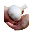 Olifanten knoflook. Je oogst gigantische bollen die wel 10cm groot kunnen worden
