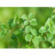 Oregano blaadjes