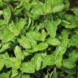 Oregano