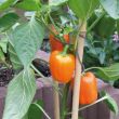 Oranje paprikaplant met vruchten