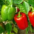 paprika