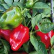 Mooie rode en groene paprika's aan de plant
