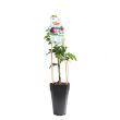 Eetbare passieflora
