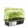 Peterselie in verzendverpakking van moestuinenbloem.nl