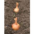 Winteruien kun je planten vanaf begin september