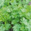 Platte of bladpeterselie in pot