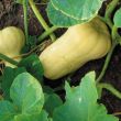 Pompoen Butternut