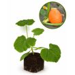 Pompoen - Potimarron/ Red Kuri - kleine oranje