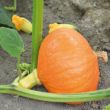 Pompoen Potimarron