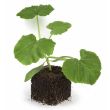 Pompoenplant