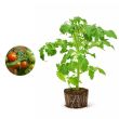 tomatenplant - struiktomaat