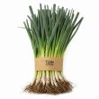 winterprei in bundel van 50 planten