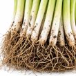 wortels van een preiplant - winterprei
