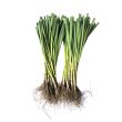 Zomerprei plantjes