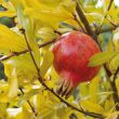 Punica granatum Dente di cavallo