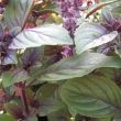 Blaadjes van de rode basilicum