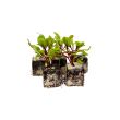 bieten plantjes kopen